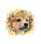 豆柴朔ちゃん（個別スタンプ：1）