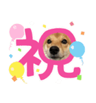 豆柴朔ちゃん（個別スタンプ：5）