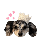 AneLoveスタンプ2(チワックス)（個別スタンプ：1）