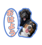 僕、カブト！（個別スタンプ：1）