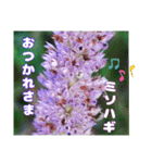 寒い時季のご挨拶に 山野草を添えて（個別スタンプ：34）