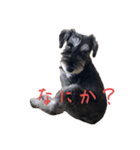 かーぼ君（個別スタンプ：1）