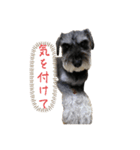 かーぼ君（個別スタンプ：4）
