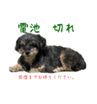 私は きのこ（個別スタンプ：5）