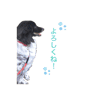 犬のくーちゃん♡（個別スタンプ：2）
