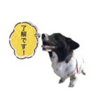 犬のくーちゃん♡（個別スタンプ：3）