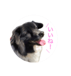 犬のくーちゃん♡（個別スタンプ：4）