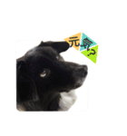 犬のくーちゃん♡（個別スタンプ：7）