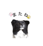 犬のくーちゃん♡（個別スタンプ：8）