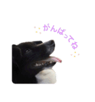 犬のくーちゃん♡（個別スタンプ：9）