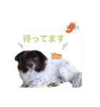 犬のくーちゃん♡（個別スタンプ：11）