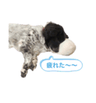犬のくーちゃん♡（個別スタンプ：12）