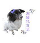 犬のくーちゃん♡（個別スタンプ：13）