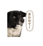 犬のくーちゃん♡（個別スタンプ：14）