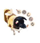 犬のくーちゃん♡（個別スタンプ：15）