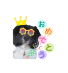 犬のくーちゃん♡（個別スタンプ：16）