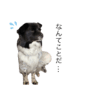 犬のくーちゃん♡（個別スタンプ：17）