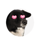 犬のくーちゃん♡（個別スタンプ：22）