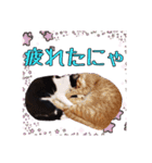 天使になった愛猫メイシー（個別スタンプ：20）