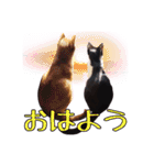 天使になった愛猫メイシー（個別スタンプ：21）