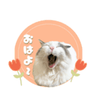 やる気のないラグドールルイちゃん（個別スタンプ：1）