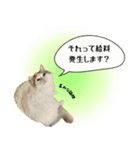 やる気のないラグドールルイちゃん（個別スタンプ：3）