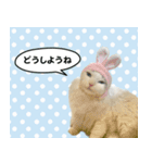 やる気のないラグドールルイちゃん（個別スタンプ：4）