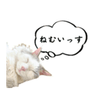 やる気のないラグドールルイちゃん（個別スタンプ：7）