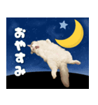 やる気のないラグドールルイちゃん（個別スタンプ：8）