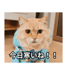 可愛い猫で日常会話を楽しむ（個別スタンプ：27）