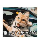 可愛い猫で日常会話を楽しむ（個別スタンプ：34）