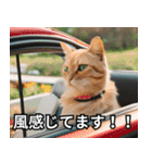 可愛い猫で日常会話を楽しむ（個別スタンプ：35）