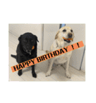 happy birthday！ Cindy＆Lewis（個別スタンプ：25）
