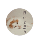 まるいねこのスタンプ。（個別スタンプ：1）