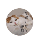 まるいねこのスタンプ。（個別スタンプ：12）