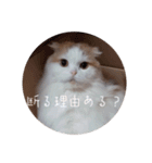 まるいねこのスタンプ。（個別スタンプ：19）