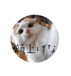 まるいねこのスタンプ。（個別スタンプ：36）