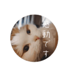 まるいねこのスタンプ。（個別スタンプ：39）