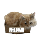 ささみデスゥ（個別スタンプ：5）
