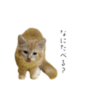 ささみデスゥ（個別スタンプ：9）