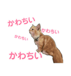 ささみデスゥ（個別スタンプ：28）