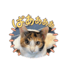 三毛猫ちくわ（個別スタンプ：2）