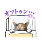 三毛猫ちくわ（個別スタンプ：6）