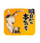 三毛猫ちくわ（個別スタンプ：8）