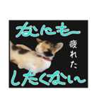 三毛猫ちくわ（個別スタンプ：9）