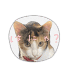 三毛猫ちくわ（個別スタンプ：10）