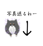 うちのポメラニアンスタンプだよ（個別スタンプ：25）