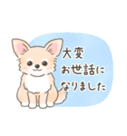 【やさしい敬語】可愛いチワワちゃん（個別スタンプ：24）