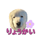 ピレニーズの小太郎（個別スタンプ：1）