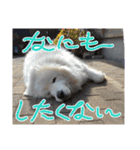 ピレニーズの小太郎（個別スタンプ：12）